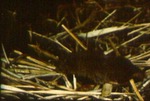 Sorex longirostris - Southeastern shrew