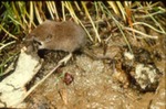 Sorex vagrans - Vagrant shrew