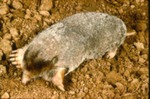Scalopus aquaticus - Eastern mole