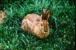 Lepus americanus - Snowshoe, or varying, hare by Roger W. Barbour