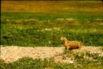 Cynomys leucurus - White-tailed prairie dog