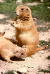 Cynomys leucurus - White-tailed prairie dog by Roger W. Barbour