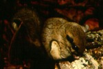 Glaucomys volans - Southern flying squirrel