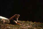 Marmota olympus - Olympic marmot by Roger W. Barbour