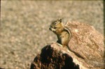 Spermophilus lateralis - Golden mantled ground squirrel by Roger W. Barbour