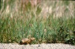 Spermophilus richardsonii - Richardson's ground squirrel by Roger W. Barbour