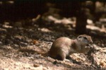 Spermophilus tereticaudus - Round-tailed ground squirrel
