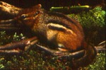Tamias striatus - Eastern chipmunk by Roger W. Barbour