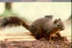 Tamiasciurus douglasii - Douglas' squirrel by Roger W. Barbour