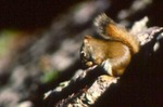 Tamiasciurus hudsonicus - Red squirrel