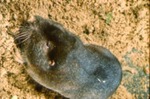 Geomys pinetis - Southeastern pocket gopher by Roger W. Barbour