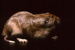 Pappogeomys castanops - Yellow-faced pocket gopher