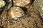 Dipodomys ordii - Ord's kangaroo rat by Roger W. Barbour
