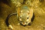 Dipodomys spectabilis - Banner-tailed kangaroo rat by Roger W. Barbour