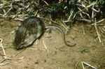 Liomys irroratus - Mexican spiny pocket mouse