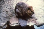 Castor canadensis - Beaver by Roger W. Barbour