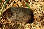 Microtus ochrogaster by Roger W. Barbour