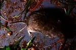 Microtus pennsylvanicus by Roger W. Barbour