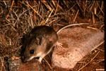 Peromyscus maniculatus by Roger W. Barbour