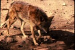Canis latrans - Coyote (Spanish) by Roger W. Barbour
