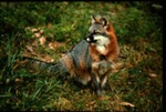 Urocyon cinereoargenteus - Gray Fox