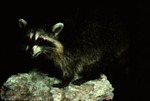Procyon lotor - Raccoon