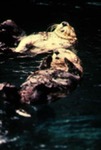 Enhydra lutris - Sea otter