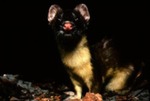 Mustela frenata - Long-tailed Weasel