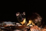 Mustela frenata - Long-tailed Weasel