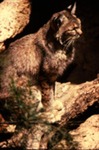 Lynx rufus - Bobcat