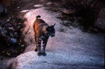 Lynx rufus - Bobcat