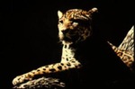 Panthera onca - Jaguar