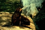 Callorhinus ursinus - Northern, Pribilof, or Alaska fur seal by Roger W. Barbour