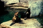 Callorhinus ursinus - Northern, Pribilof, or Alaska fur seal