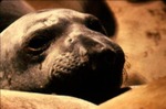 Mirounga angustirostris - Northern elephant seal