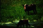 Alces alces - Elk, Moose by Roger W. Barbour