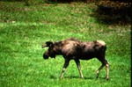 Alces alces - Elk, Moose by Roger W. Barbour