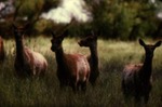 Cervus elaphus nannodes - Red Deer, Elk