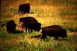 Bison - American Bison, Buffalo by Roger W. Barbour
