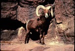 Ovis canadensis - Bighorn or Mountain Sheep