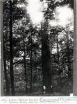Harlan County - Yellow Poplar Tree by Stuart S. Sprague and Filson Historical Society