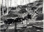 Magoffin County - Oxen Logging by Stuart S. Sprague and Alice Lloyd College