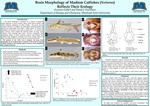 Brain Morphology of Madtom Catfishes (Noturus) Reflects Their Ecology