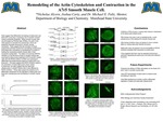 Remodeling of the Actin Cytoskeleton and Contraction in A7r5 Smooth Muscle Cell