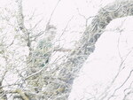 CanSat Project - Winter 2001 by Robert J. Twiggs