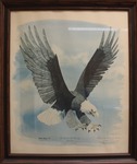 Morehead State University - Bald Eagle