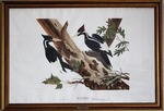 Ivory Billed Woodpecker by John A. Ruthven